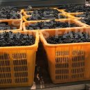 전진농장4 이미지