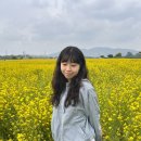 영천솔롱고글램핑 | 대구 4월 하중도 유채꽃/대구 근교, 경북 영천 솔롱고글램핑