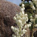 꽃 Glorious