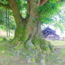 남원 진기리 느티나무 이미지