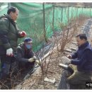 부영농장3 이미지