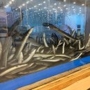 백마강 민물장어 이미지