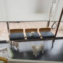 향남메디동물병원 이미지