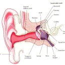 청각계와 청각신호의 뇌 전달 경로 이미지
