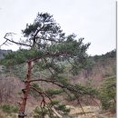 새순천축산 | 울진가볼만한곳-불영사의 봄~