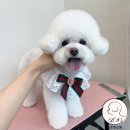 강남펫살롱 이미지