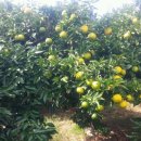 해덕농장 이미지