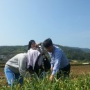 해성2농장 Daum카페