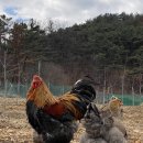 골드블루 이미지