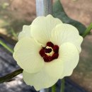 오크라 민박 이미지