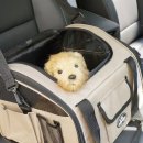 멍냥 펫택시 이미지