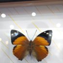 [제주] 나비의 꿈을 찾아서 프시케월드.. 이미지