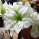 아마릴리스 이미지