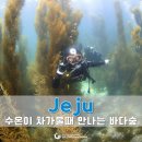 진솔수중레저샵 | 제주 스쿠버다이빙 체험 수중산책 타 센터 체험이랑 차원이 달랐던 이유