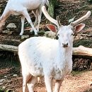 상상목장 | 남해가볼만한곳 남해아이랑가볼만한곳 남해상상양떼목장편백숲 솔직 체험 후기