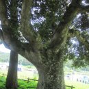 관매도 후박나무 이미지