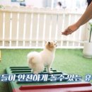 퍼피월드 이미지