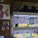 펫퍼스트 24시 강아지분양 고양이분양 이미지