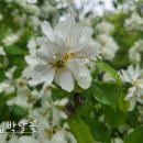 가침박달나무 꽃 이미지