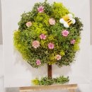 공기정화 스칸디아모스 만들기 이미지