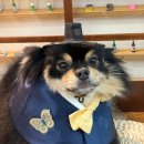 애견미용사 3급 자격증 과정 2 이미지