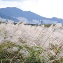 삼락생태공원 이미지