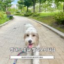 파리바게뜨 헬리오시티 책박물관점 | 잠실 강아지 유치원 옐레드 송파 헬리오시티점 입학시험보고온 후기 내돈내산
