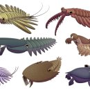 크루지아나 | 캄브리아기, Cambrian, 캄브리아기 생물, 캄브리아기 한반도, 조선누층군, 웨일스, 아노말로카리스...