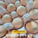 1등급 무항생제 계란 &lt;올래농장&gt;후기