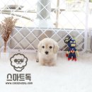 스마트독 이미지