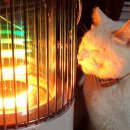 그린퍼센트 네이버블로그