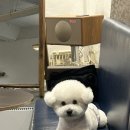 모델리스 덴탈랩 | [정다복의 필수품] 내돈내산 비숑 관리 용품 추천, 후기