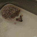 상도힐링동물병원 이미지