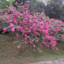 백일홍명품길 이미지