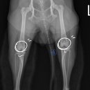 잠실베스트동물병원 수술재활센터 이미지