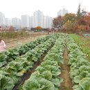 김장담그는 방법,김장하는 방법,김장재료 이미지