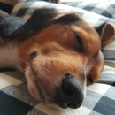 똥강아지 이미지