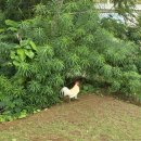 11545-12-18-03 | [괌 '26 #03] 롯데 호텔 괌 "파셜 오션 디럭스 룸" 후기 - 야간 수영장 &amp; 조식 [투몬 숙소]