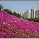 서울 우면산 및 군포 철쭉동산(13.5.11~155매) 이미지