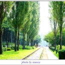 미루나무 이미지