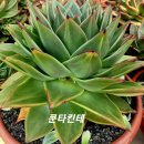 쿤타킨테 이미지