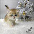 야옹아 멍멍해봐 강아지고양이 평택점 이미지