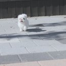 예쁜강아지 - 부산진구 당감로 26-1 | 예쁜강아지