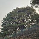 만지송 이미지