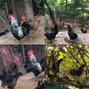 섬강농원 이미지