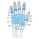 wrist complex, hand and finger 관절가동, 수기저항운동, 자가운동, 기능적 운동법 - 정리중 이미지