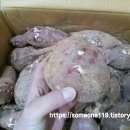 상마농장 티스토리