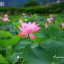 양평 세미원 연꽃축제(세미원 연꽃문화제 야간개장) 이미지