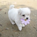 견우애견 | 수원 중동 강아지분양 견우명품애견 가격 위치