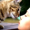 고양이눈 이미지